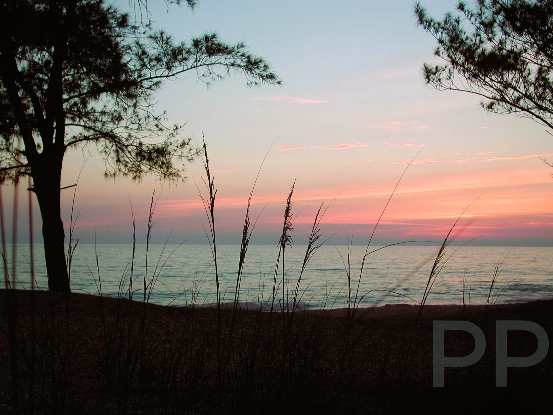 Sunset over the Gulf framed by Australian pines on Anna Maria Island.