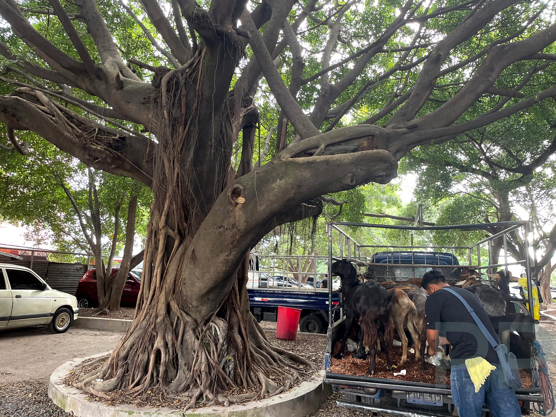 Street scene in San Salvador showing everyday local commerce beneath a large tree in a public space