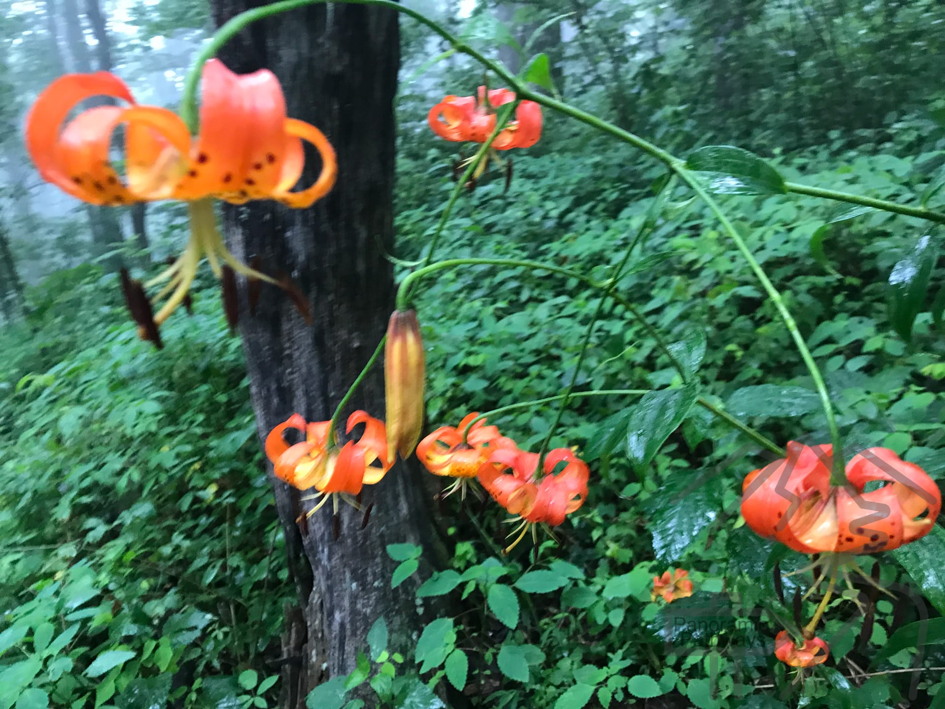 Close-up of native wild lilies growing along the forest trail to the Len Foote Hike Inn in North Georgia.
