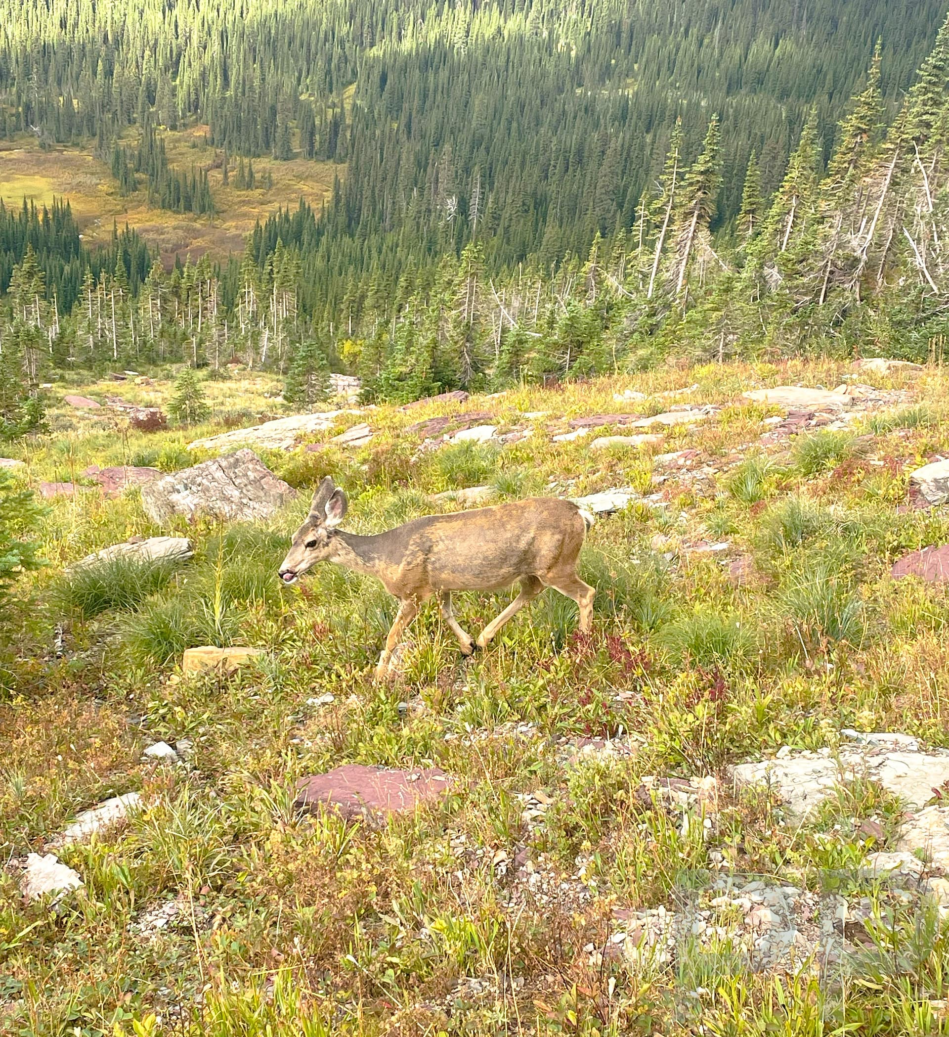 Deer standing beside the Highline Trail in Glacier National Park.