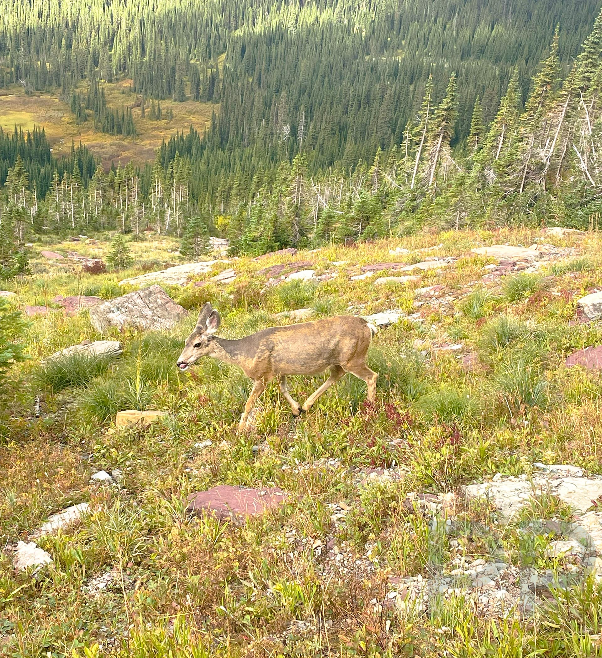 Deer standing beside the Highline Trail in Glacier National Park.