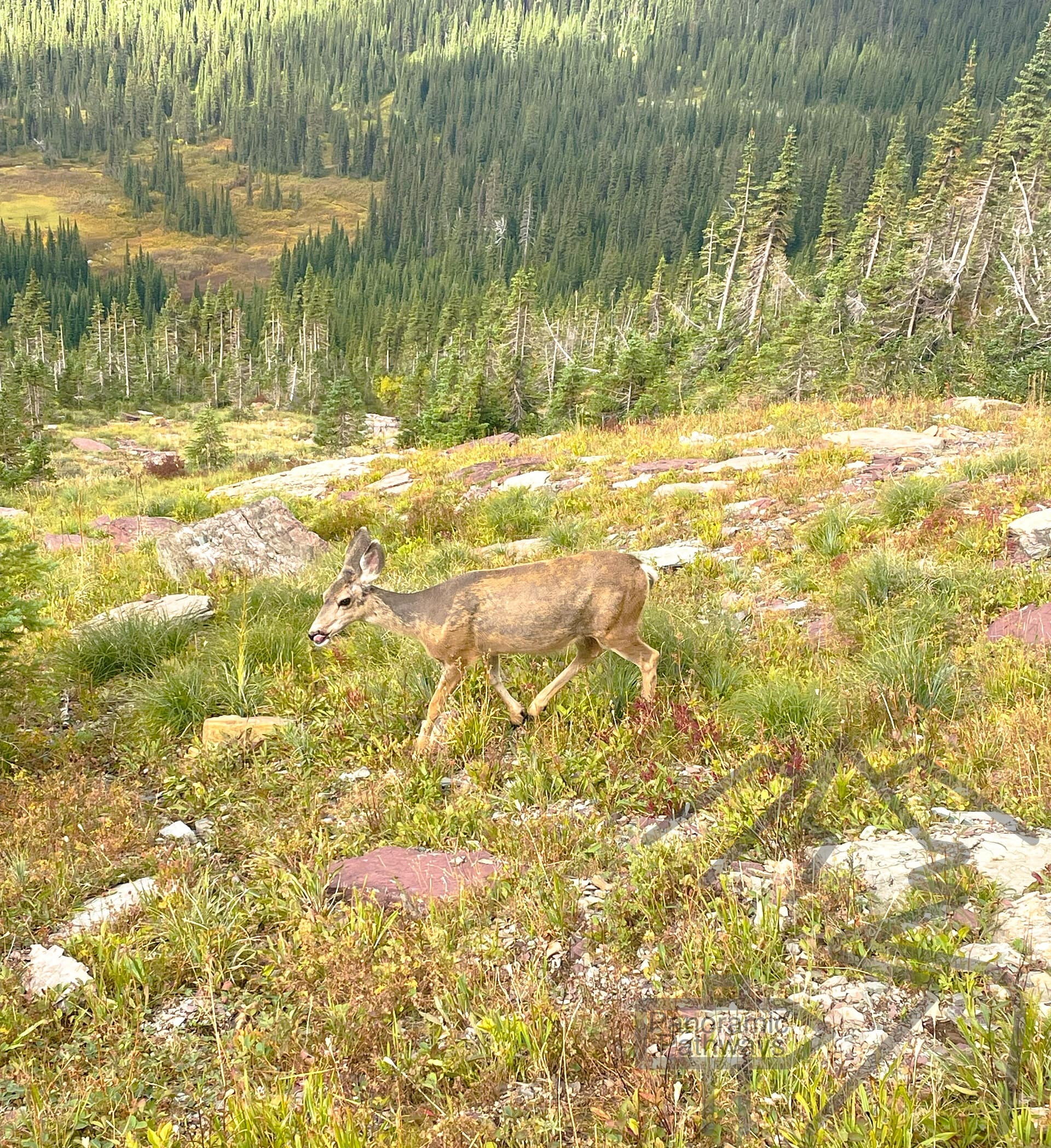 Deer standing beside the Highline Trail in Glacier National Park.