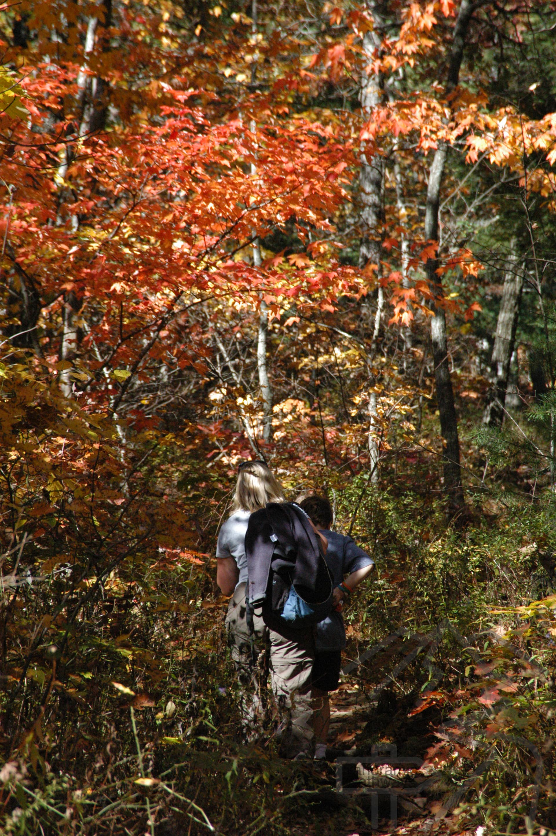 Two hikers on a wooded trail surrounded by bright orange and yellow fall leaves on the Hike Inn Trail near Amicalola Falls.