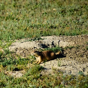 Prairie dog standing upright beside its burrow in Theodore Roosevelt National Park