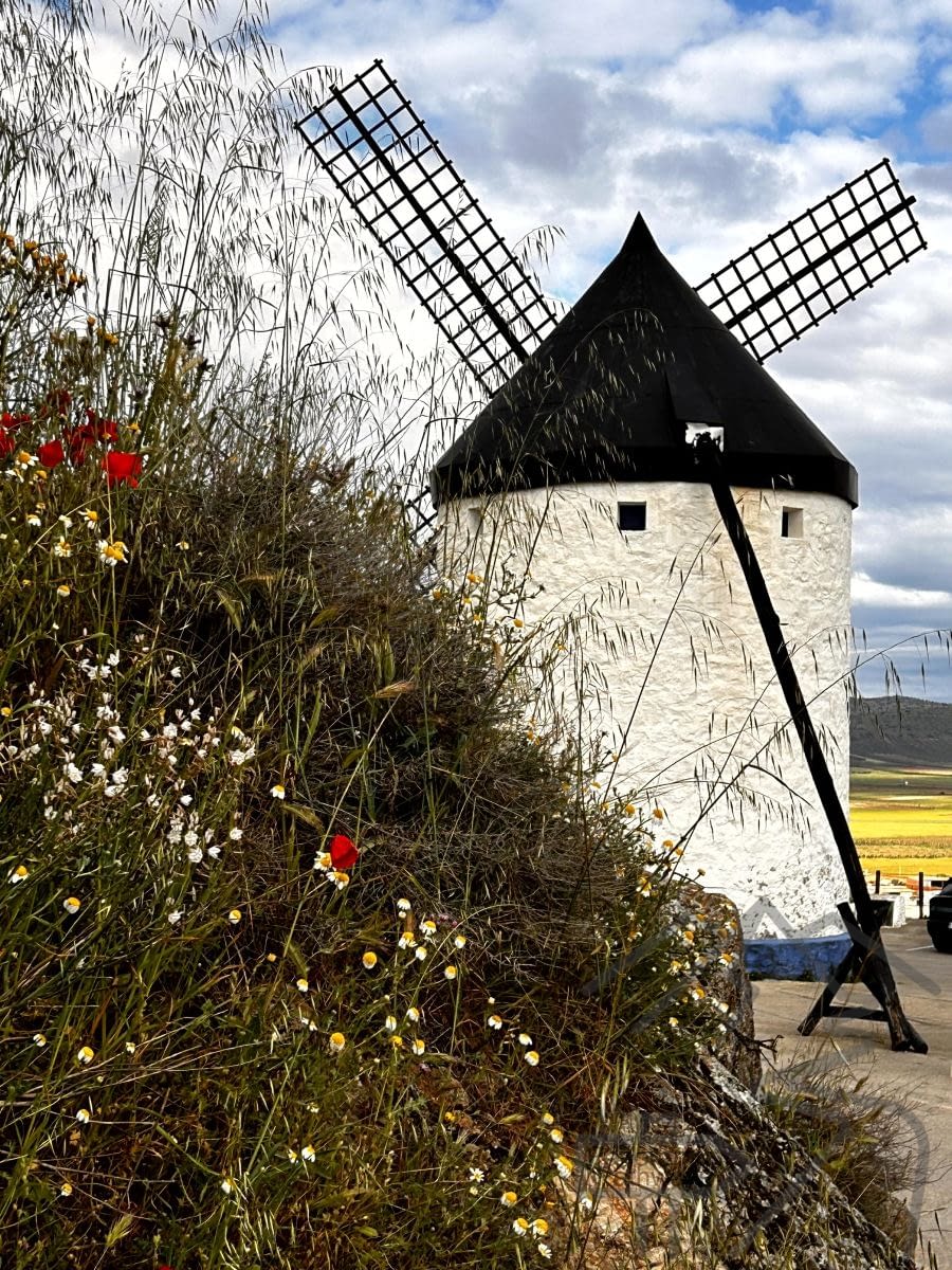 Consuegra windmill with wildflowers and red poppies in foreground